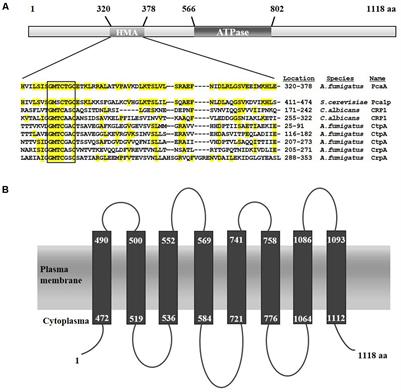Heavy <mark class="highlighted">Metal-Induced</mark> Expression of PcaA Provides Cadmium Tolerance to Aspergillus fumigatus and Supports Its Virulence in the Galleria mellonella Model